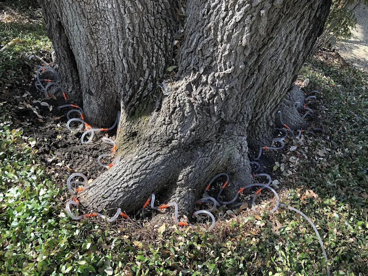 Detailed Tree Cabling and Bracing job site in Fords Branch