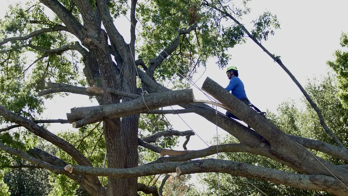 Professional Crown Thinning performed by certified arborists in Fords Branch