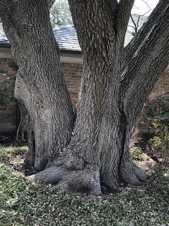 Mature heritage tree close to a Fords Branch property cared for by certified arborists
